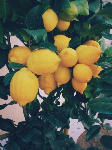 Lemon Garden Lodge Hakkımızda
